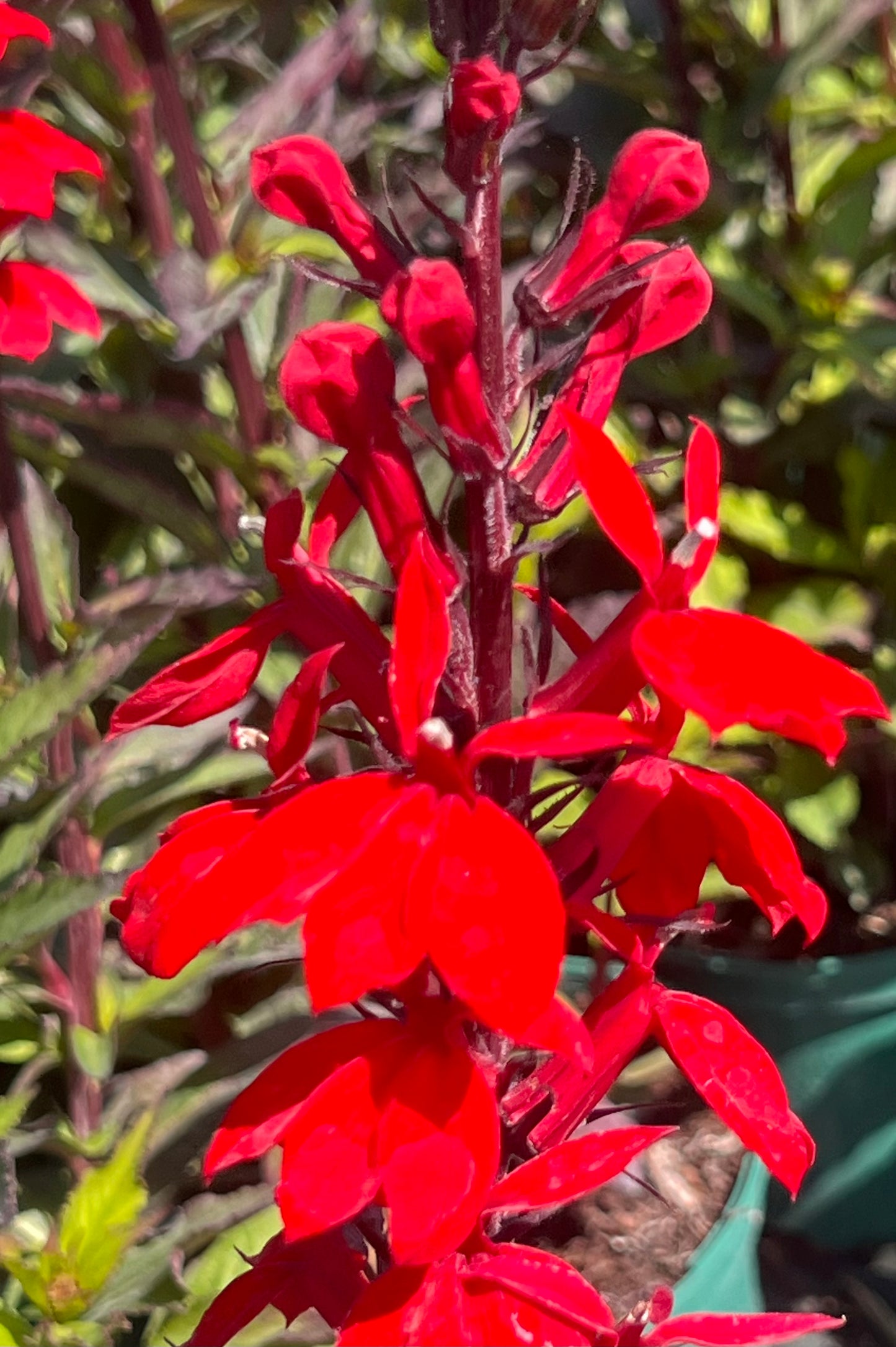 Lobelia 'Starship Scarlet' ®