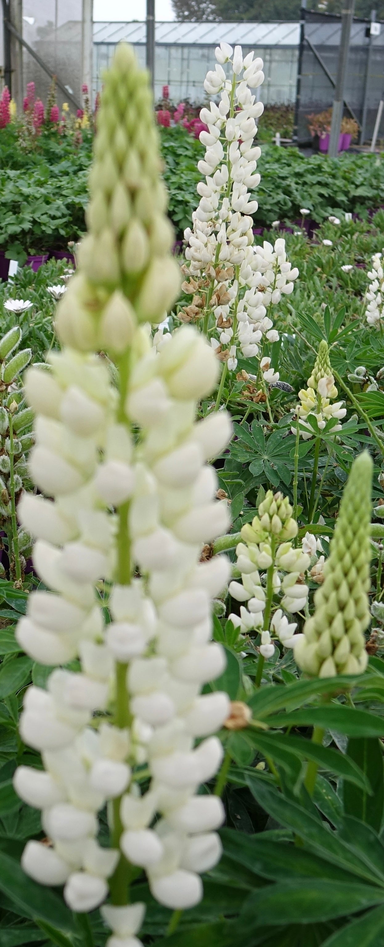 Lupin 'Gallery White'