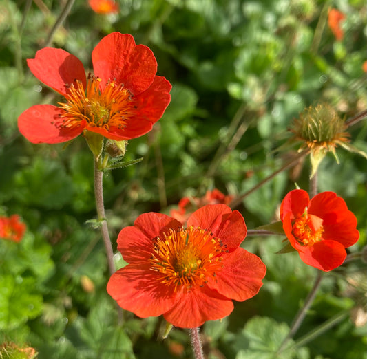 Geum Vic. ‘Borisii’
