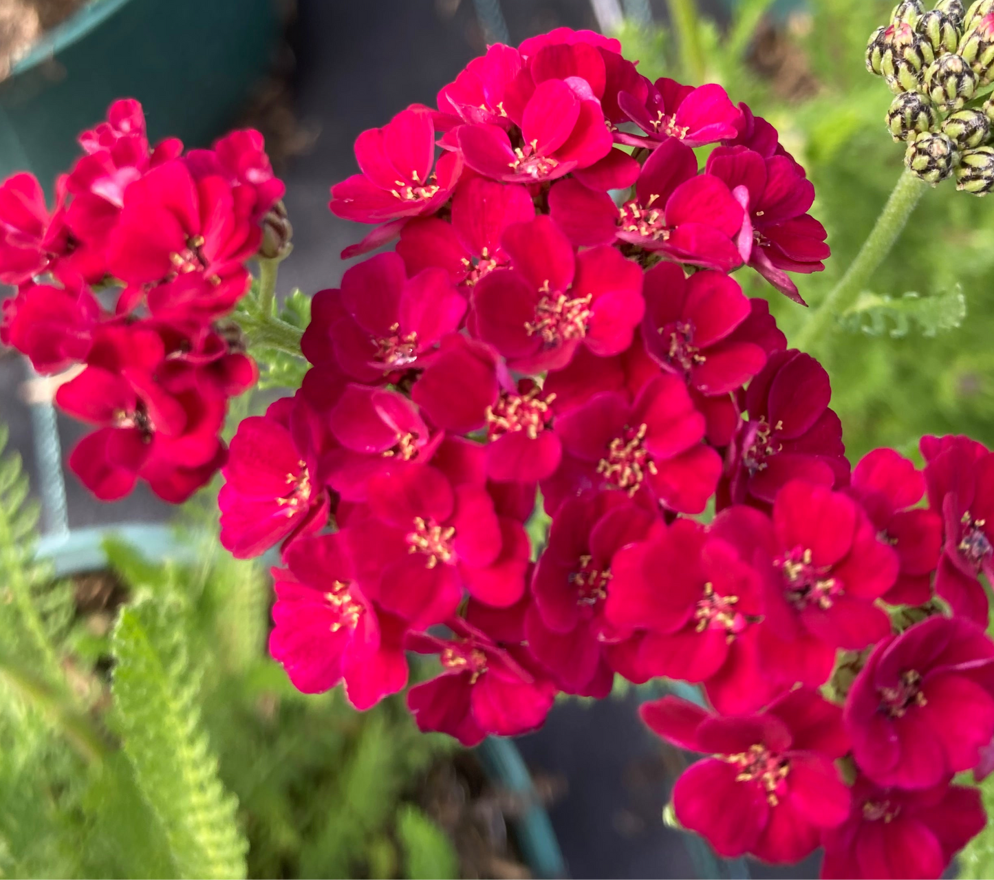 Achillea millefolium 'Pomegranate' (Tutti Frutti Series)