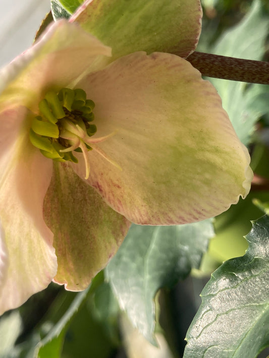 Helleborus 'Angel Glow'