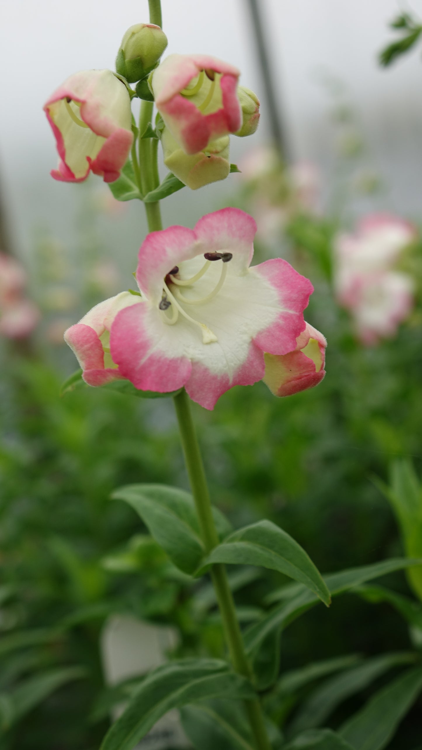 Penstemon 'Osprey'