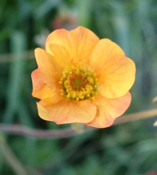 Geum Totally Tangerine