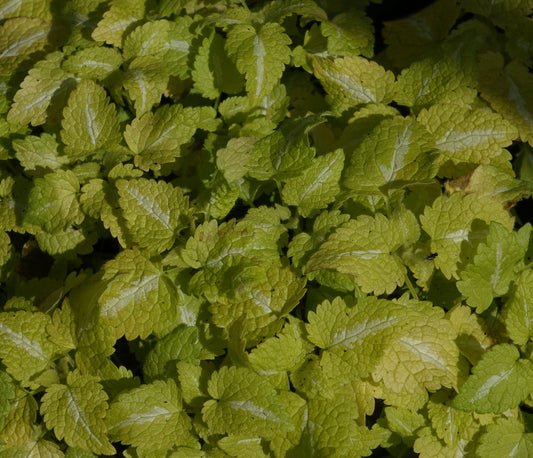 LAMIUM MAC.
'GOLD NUGGETS'