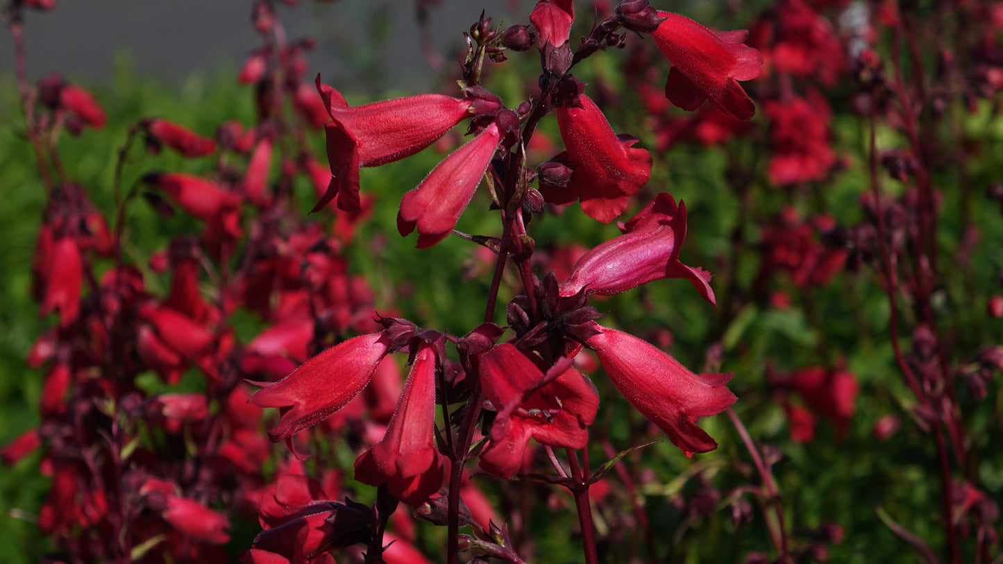Penstemon 'Schoenholzeri'