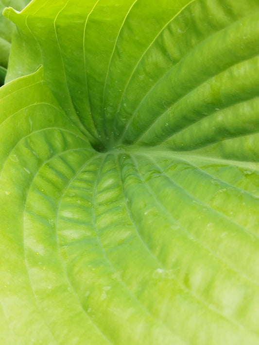 Hosta 'Sum and Substance'