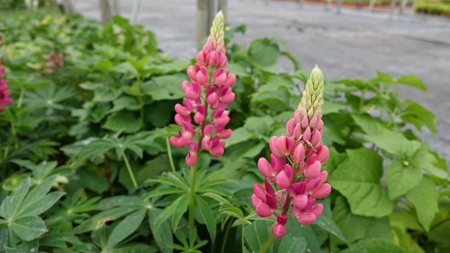 Lupin 'Gallery Red'