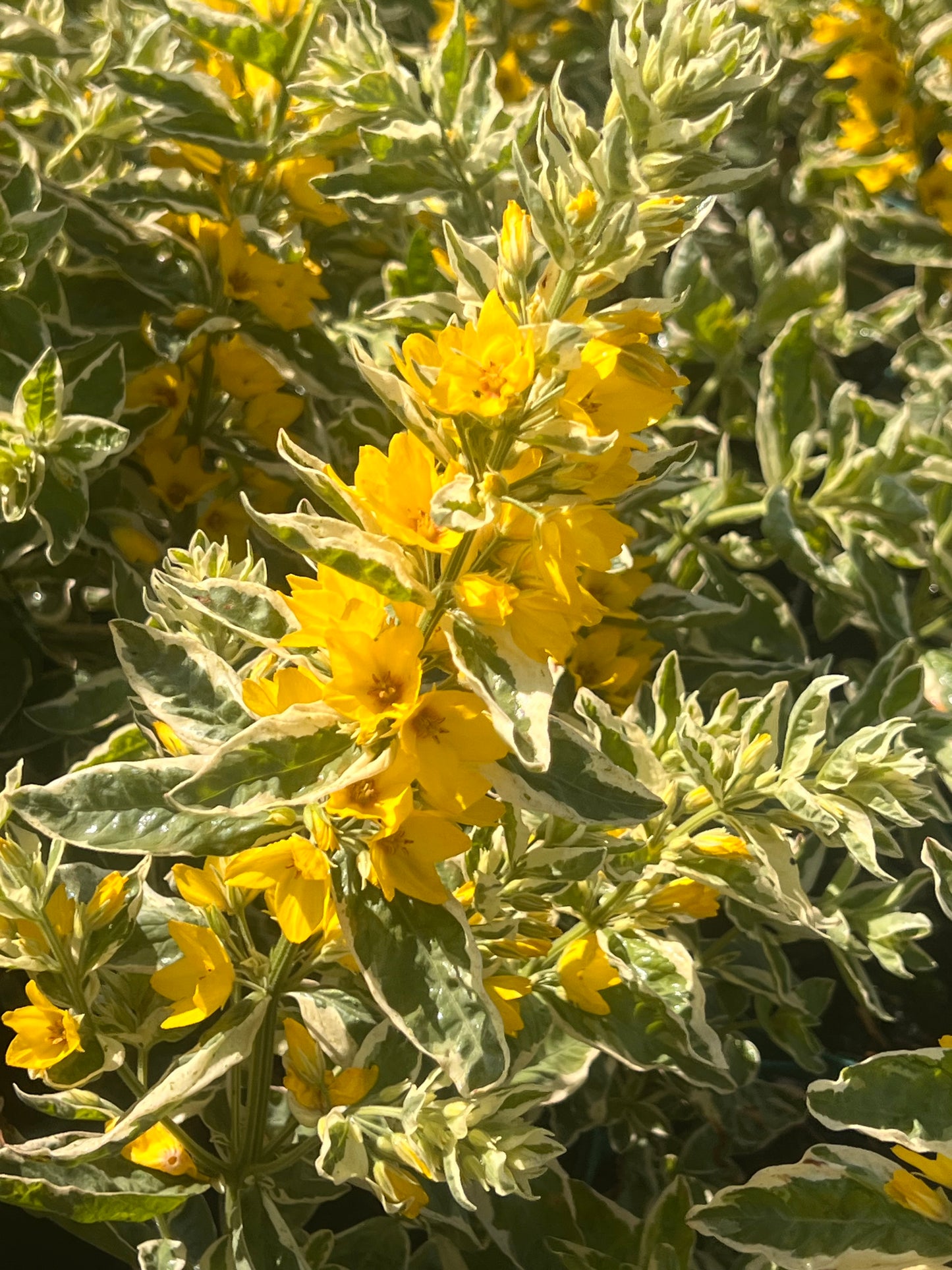 Lysimachia punctata 'Alexander'