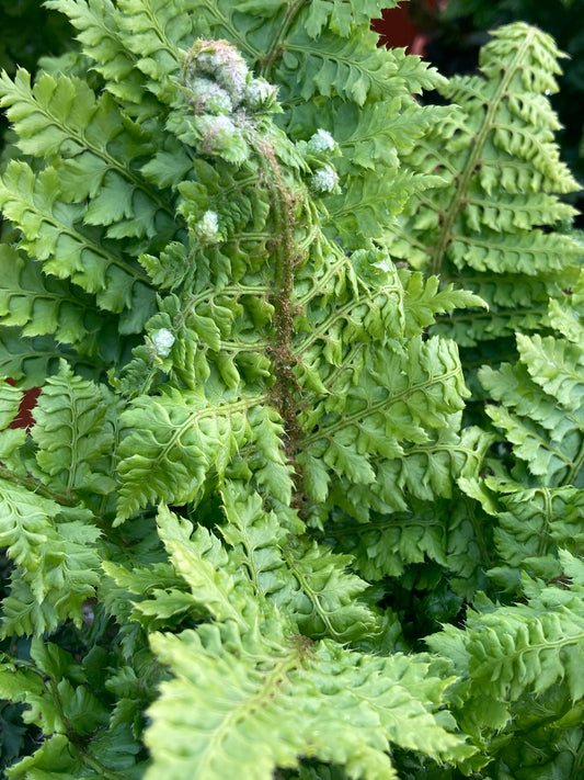 Polystichum set. 'Congestum'