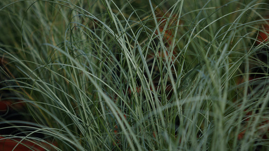 CAREX 'FROSTED
CURLS'