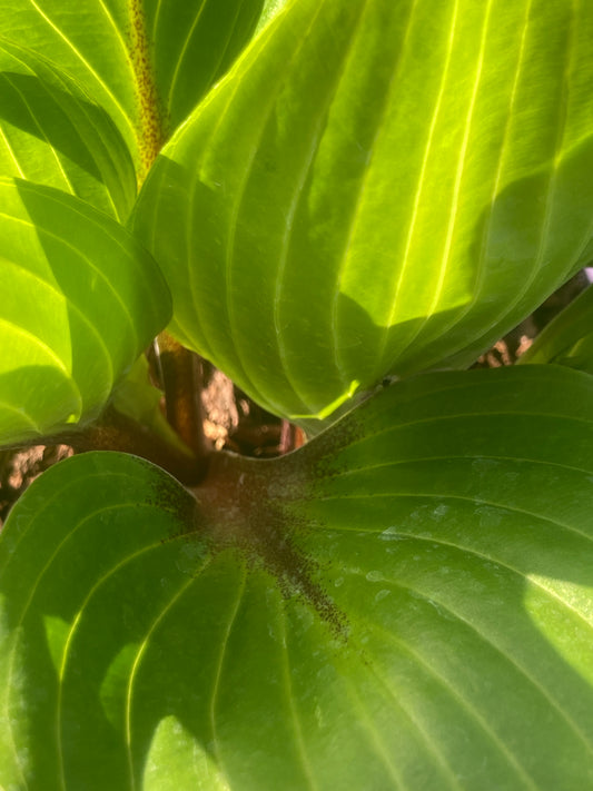 Hosta 'Purple Heart'