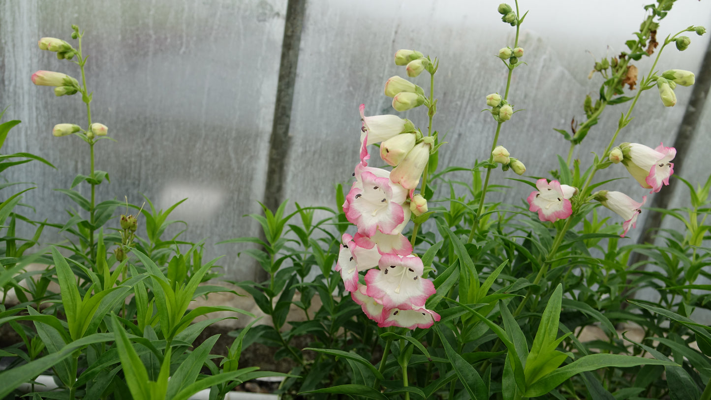 Penstemon 'Osprey'