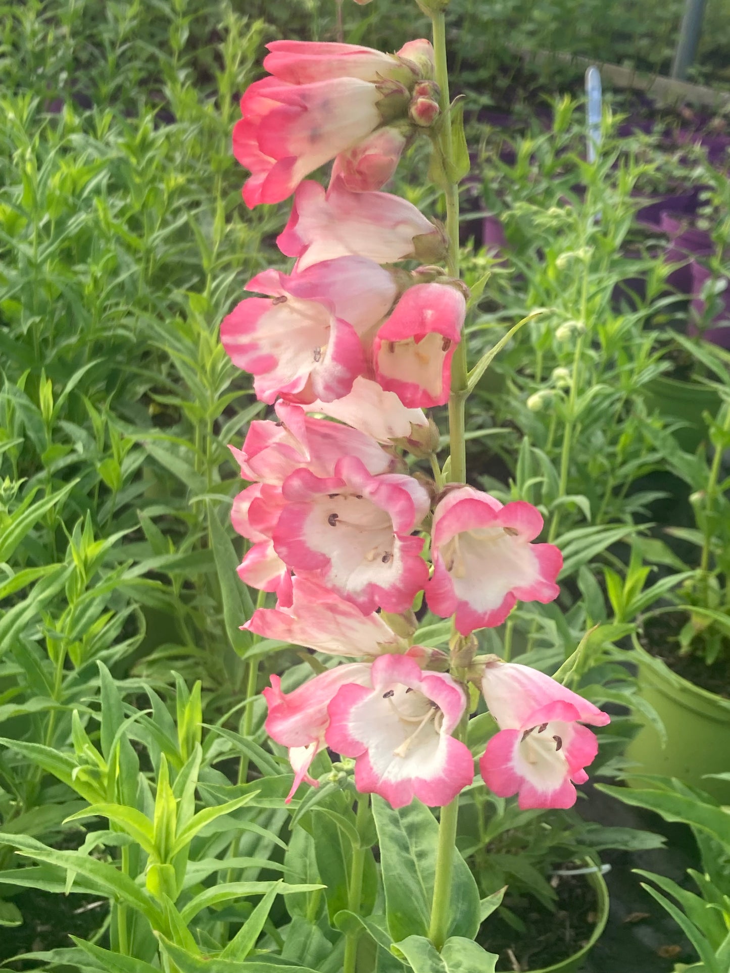 Penstemon 'Osprey'