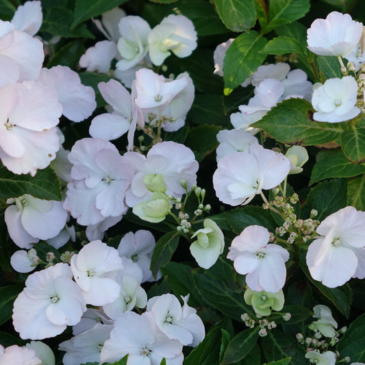Hydrangea ‘Run Away Bride’  7.5L