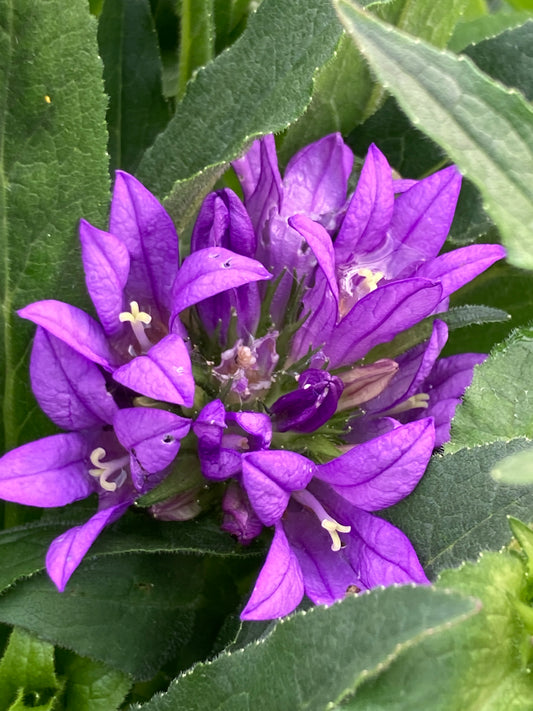 Campanula glom. 'Genti Blue'