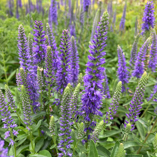 Veronica spicata 'Nana Blauteppich'