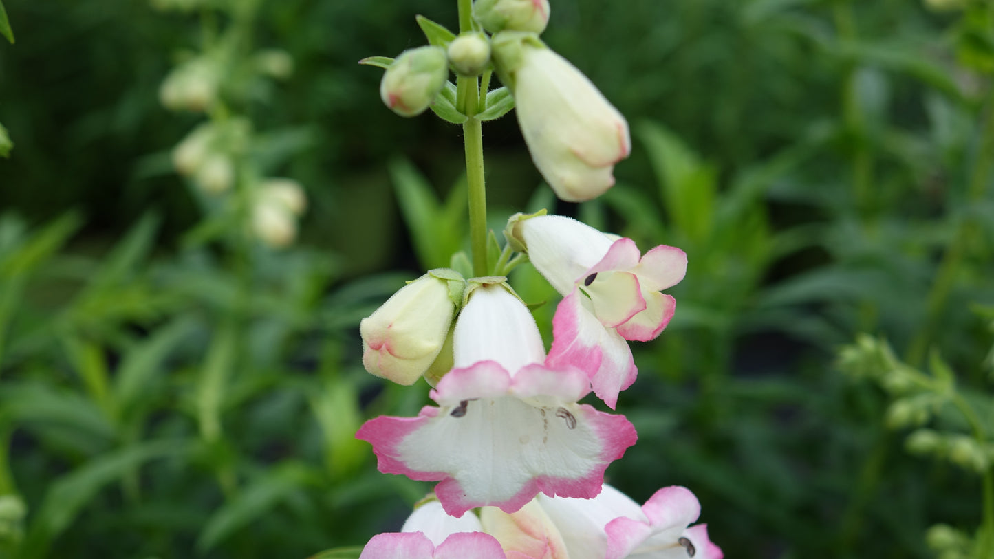 Penstemon 'Osprey'