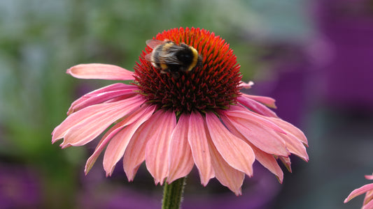 Echinacea 'Motivation'®