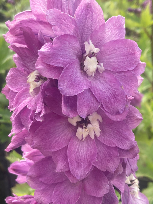 Delphinium M.F. Deep Rose/white Bee