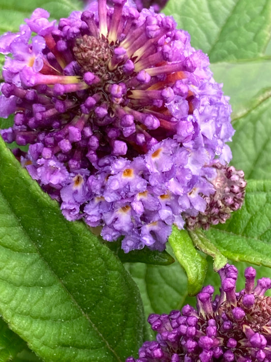 Buddleja 
'Little 
Rockstars Blue'