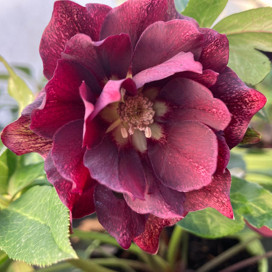 Helleborous 
VIV 'Luisa'