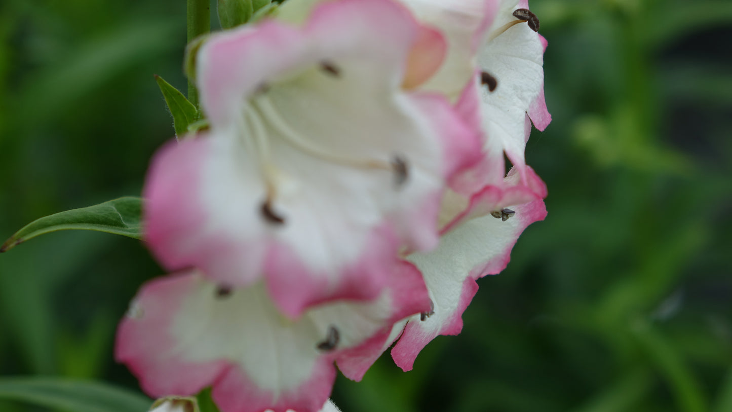 Penstemon 'Osprey'