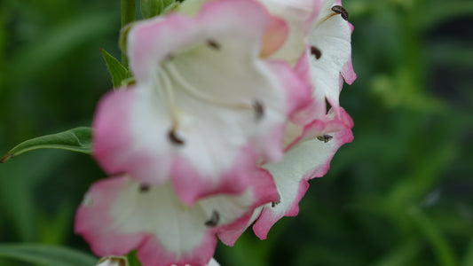 Penstemon 'Osprey'