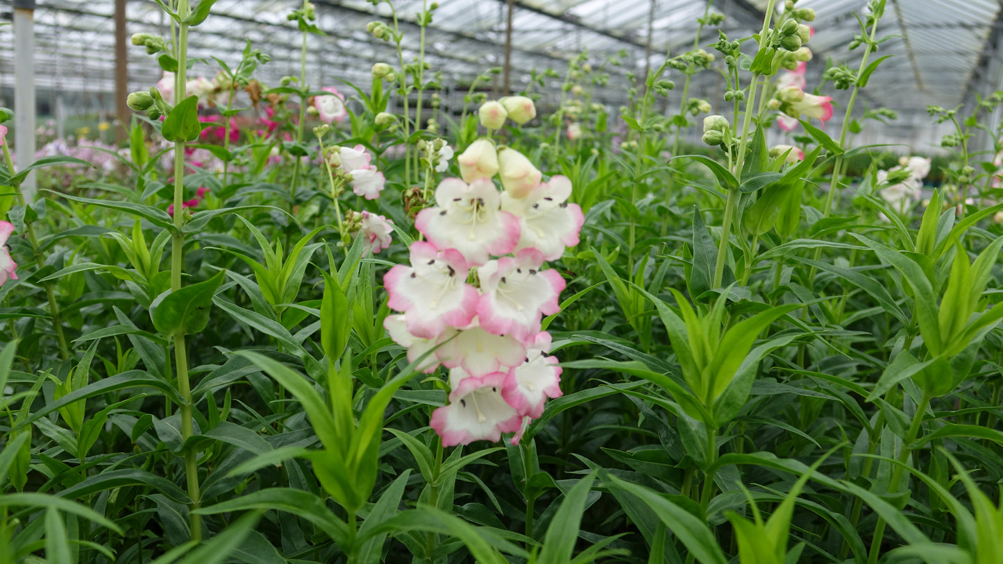 Penstemon 'Osprey'