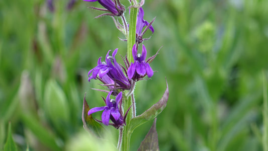 Lobelia
‘Starship Blue’