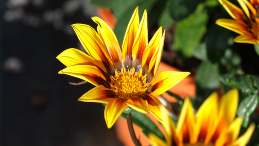 GAZANIA
'MAGIC'