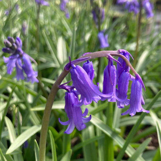 Blue Bells