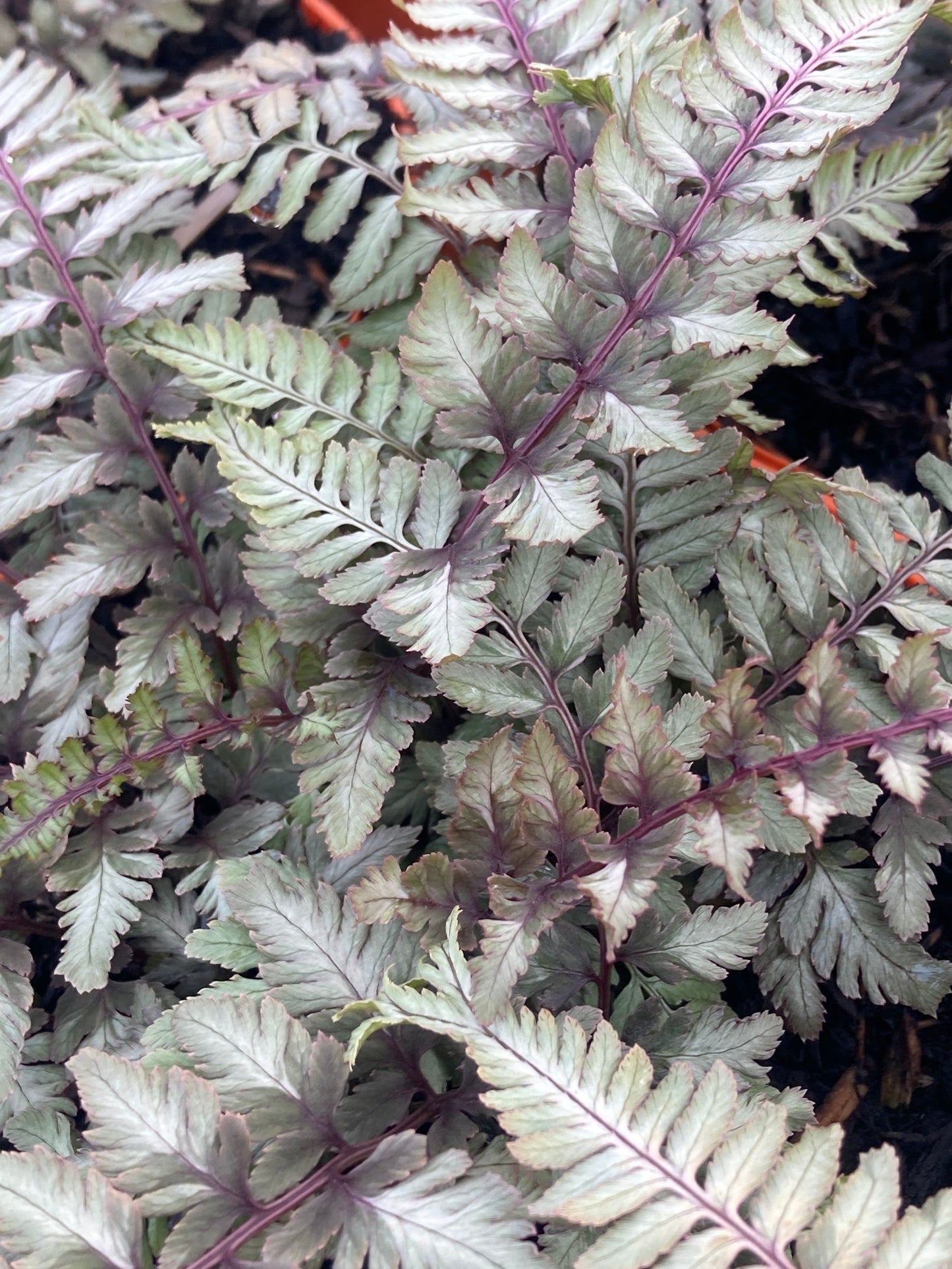 Athyriumn. 'Crested Surf'