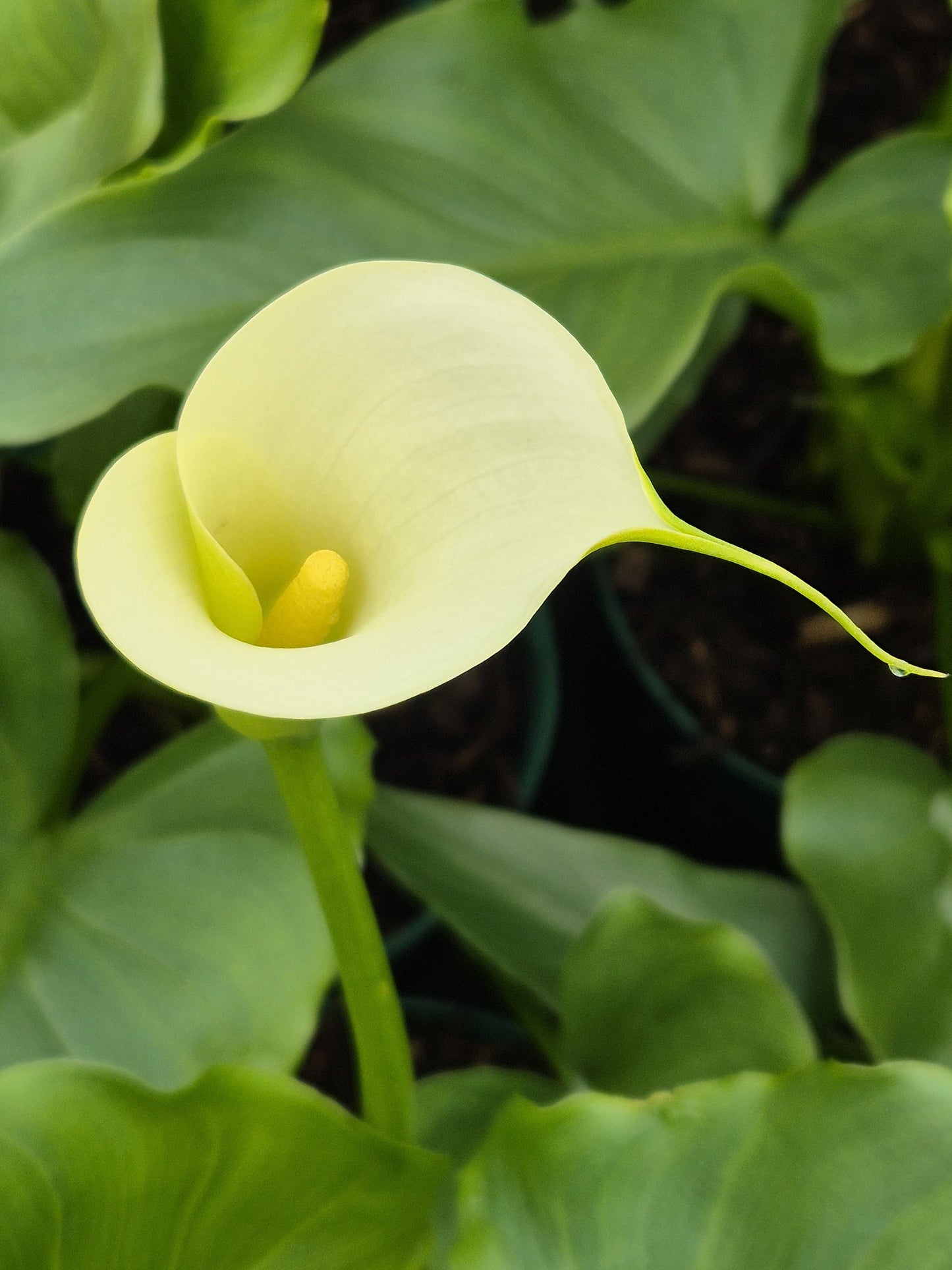 Zantedeschia aet. Snowwhite ®