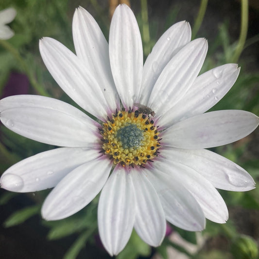 Osteospermum ‘Sea Breeze’