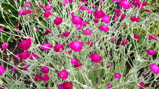Lychnis cor. 'Atrosanguinea' no