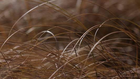 Carex comans 'Bronco'