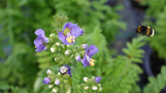 Polemonium cae. 'Bambino Blue'