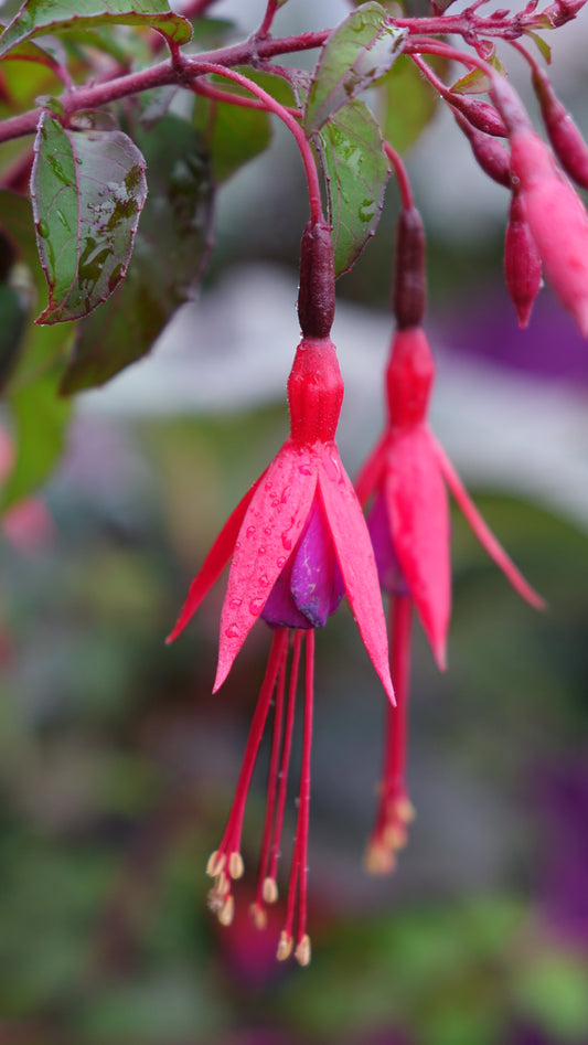 Fuchsia riccartoni