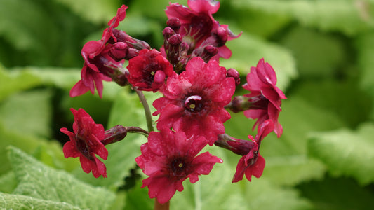 Primula jap. 'Miller's Crimson