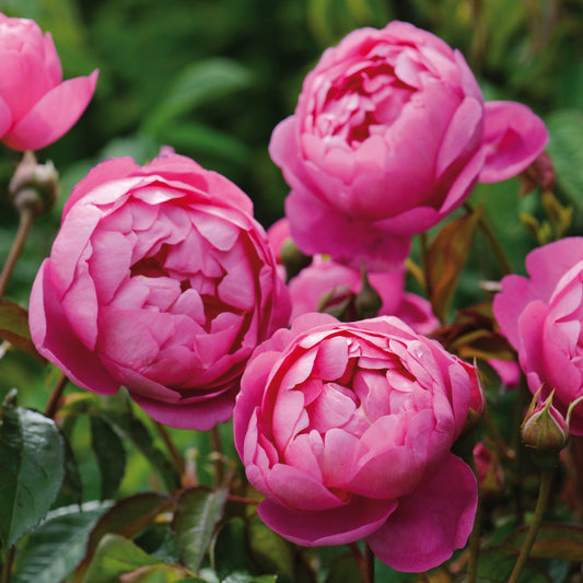 Rosa 'Royal Jubilee' (Auspaddle) English Shrub Rose Bred By David Austin