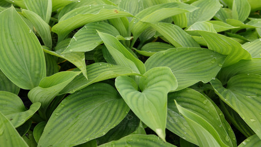 Hosta 'Empress Wu'