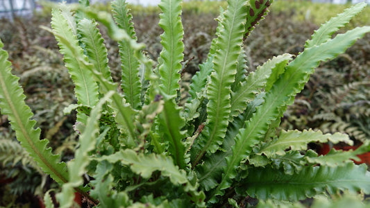 Asplenium scol. angustifolia