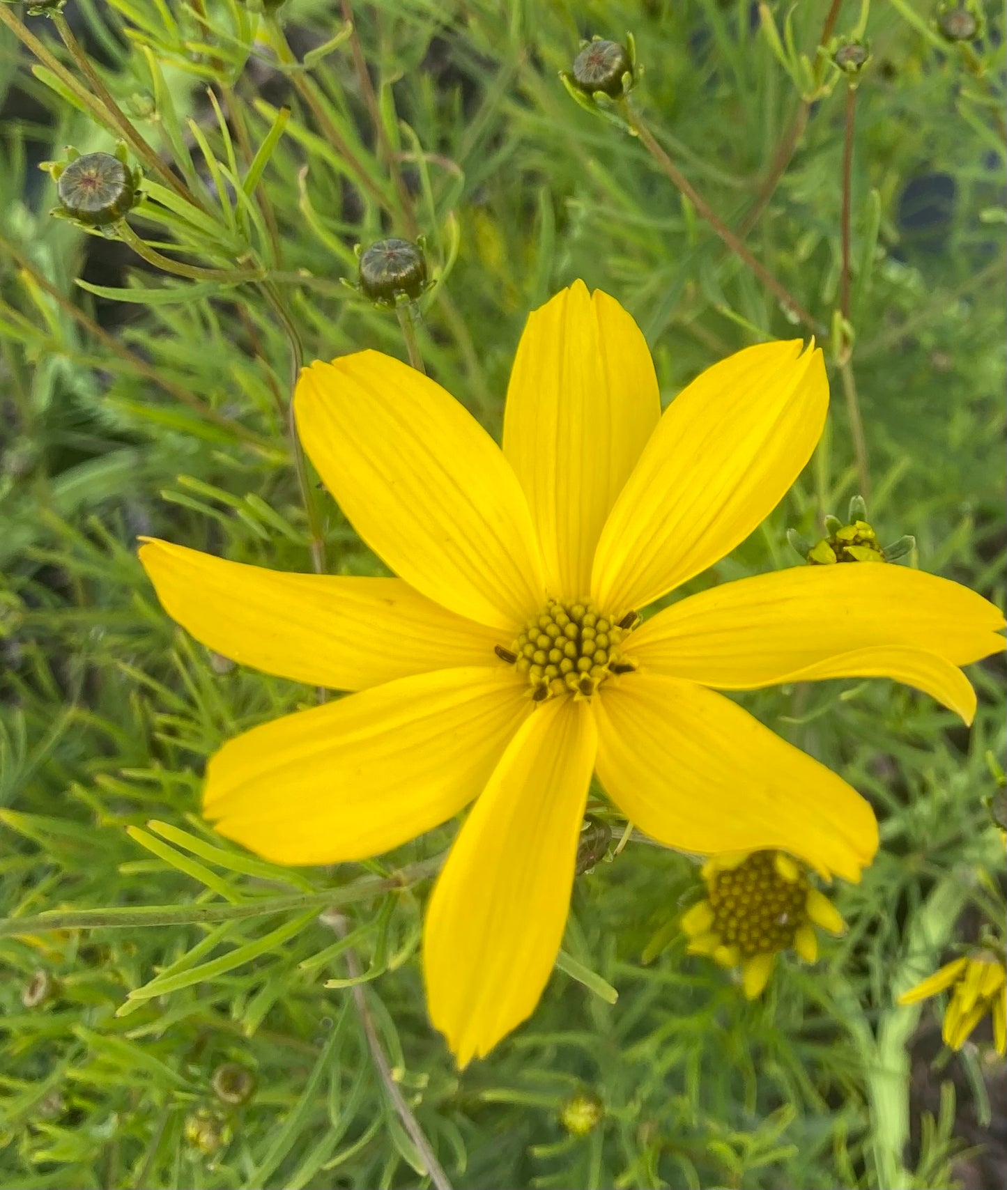 Coreopsis vert.
'Zagreb'