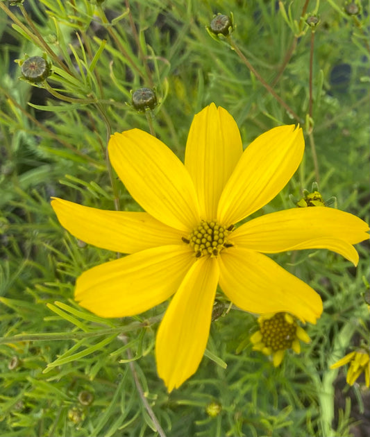 Coreopsis vert.
'Zagreb'