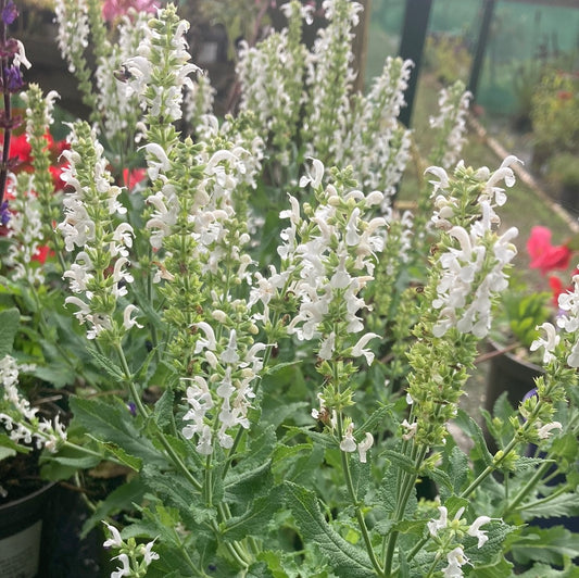 Salvia nemerosa 'Schneehugel'