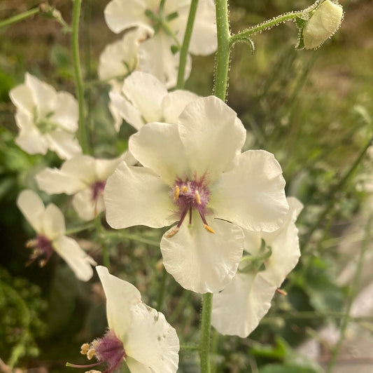 Verbascum blattaria ‘White Blush’