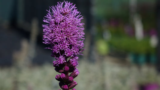 LIATRIS SP.
'KOBOLD'