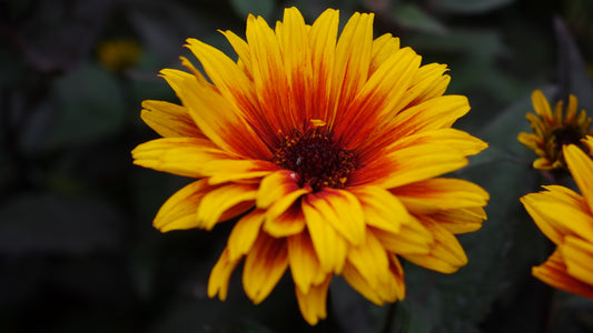 Heliopsis 'Funky Spinner'