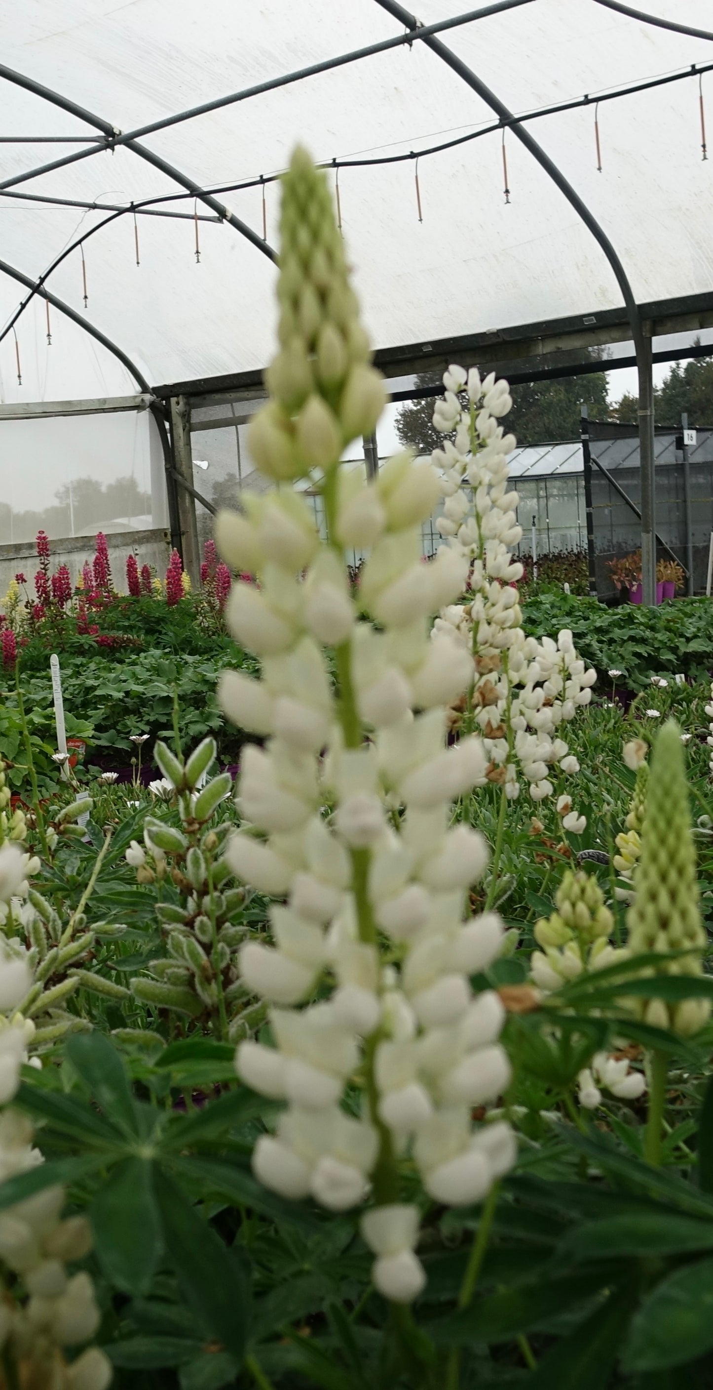 Lupin 'Gallery White'