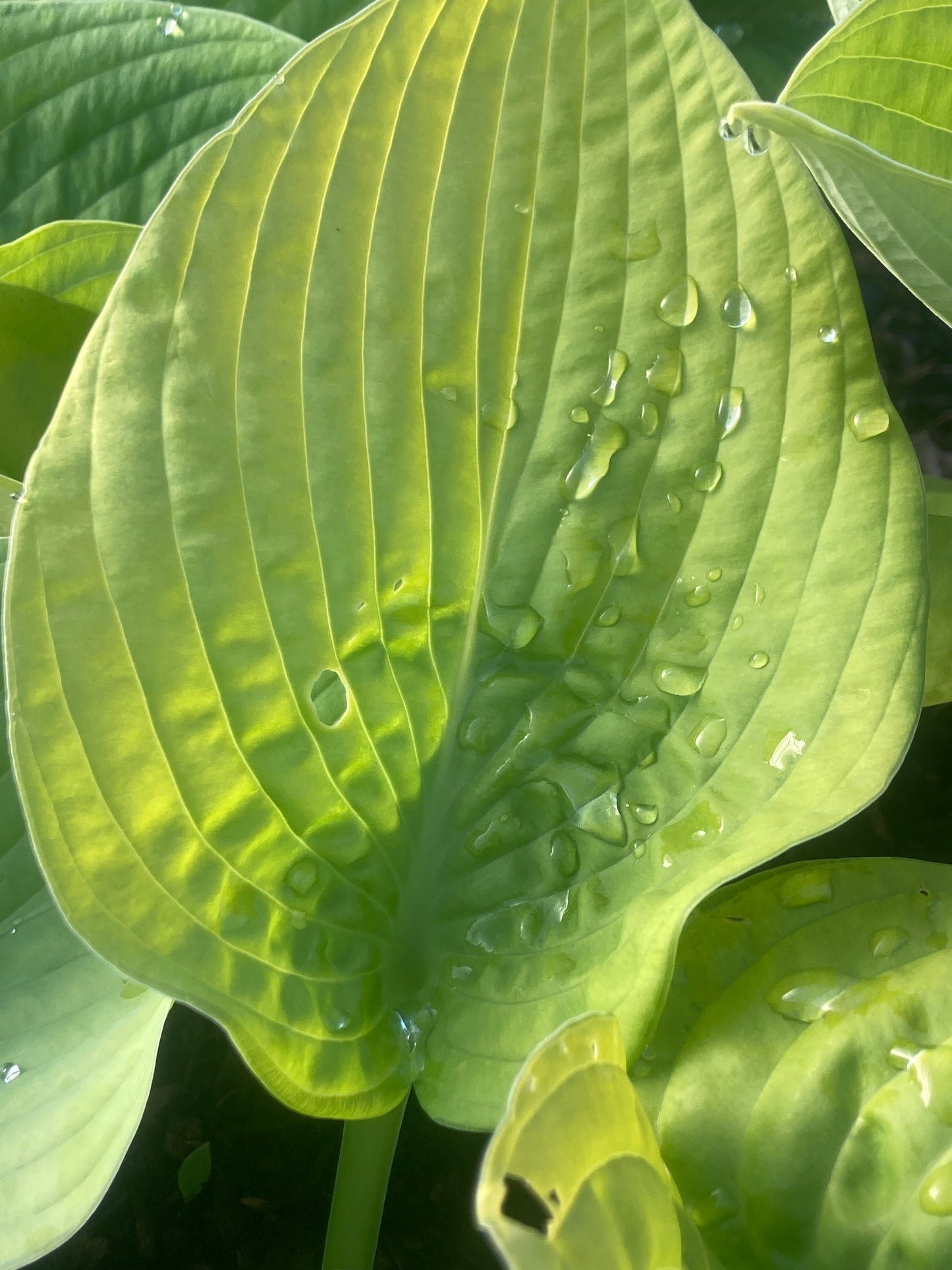 Hosta 'Golden Waffles'